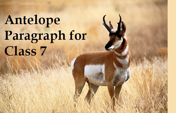 Antelope Paragraph for Class 7